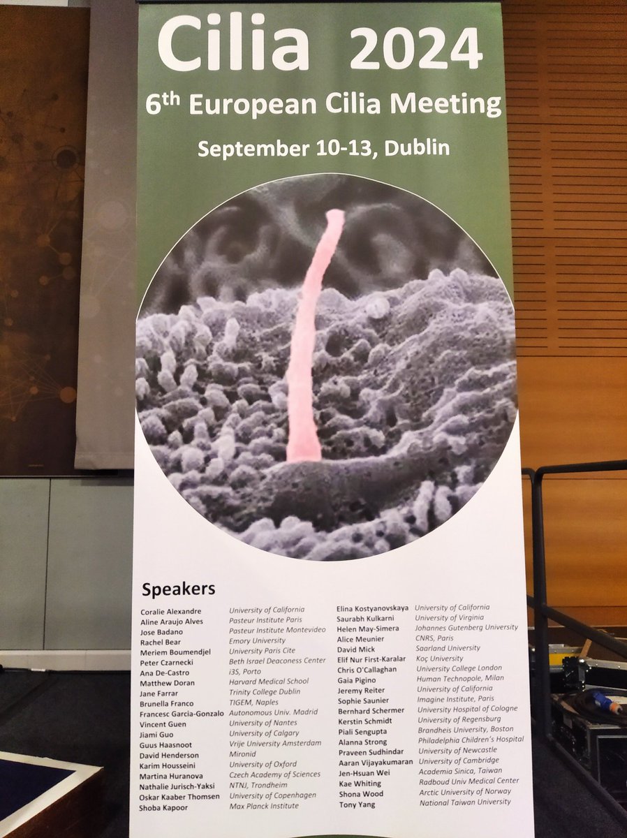 HuranovaMartina's tweet photo. Having cilialicious time in Dublin @EuroCilia2024 presenting our work on #ectocytosis #cdc42 #cilia #BardetBiedlSyndrome Thank to all the cilia lovers for great feedback 🤩 🥂 https://t.co/kLcrXBZYrC