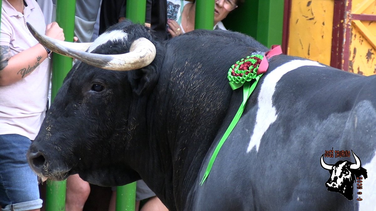 Grajillo II-27 de <a href="/PacoGalache/">toros galache</a>