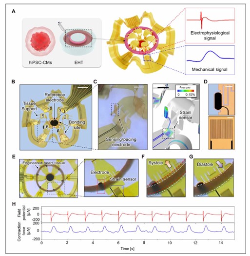 John A Rogers (@profjohnarogers) on Twitter photo Happy to report the publication today of our latest paper in <a href="/ScienceAdvances/">Science Advances</a> ā three-dimensional (3D) mesoscale interfaces to cardiac organoids derived from human stem cells, with applications that range from drug testing and to disease modeling. These biological systems avoid Happy to report the publication today of our latest paper in <a href="/ScienceAdvances/">Science Advances</a> ā three-dimensional (3D) mesoscale interfaces to cardiac organoids derived from human stem cells, with applications that range from drug testing and to disease modeling. These biological systems avoid