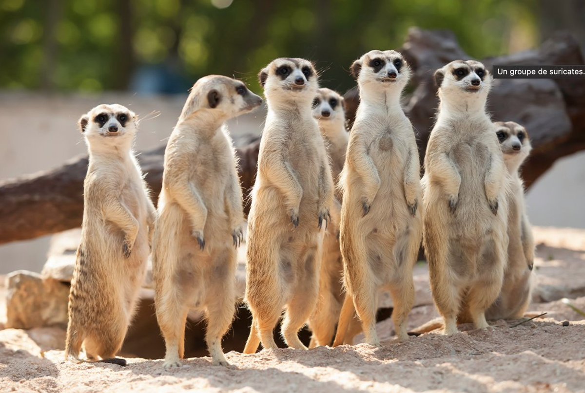 - Vous avez vu ça ?
- C'est lui ?
- Oui Martine, c'est bien lui...
- Il revient pour de vrai ?
- J'espère bien
- Planquez vos femelles et vos filles, il est de retour !
- Je sens qu'on va bien se marrer...
- T'as raison Didier, il est fendard le Suri
- La twittosphère est en émoi
