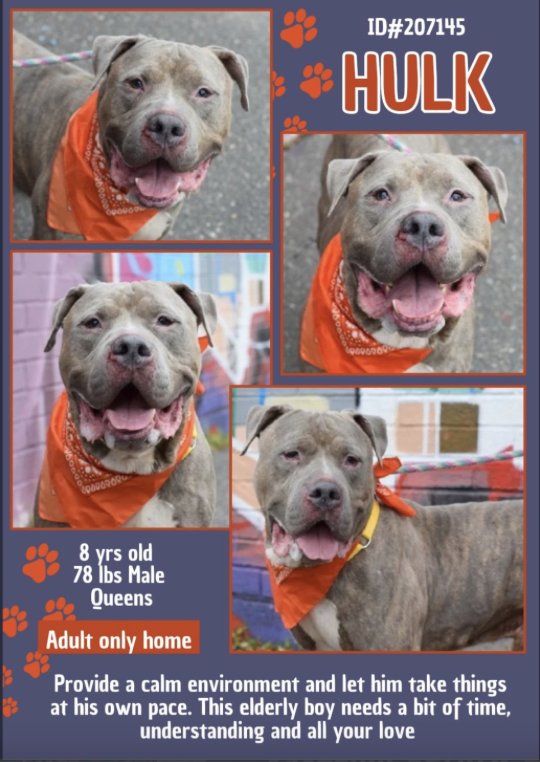 anja_brckner3's tweet photo. ❌#PriorityPlacement ❌
Not "the" incredible #Hulk but an older #Gentleman waiting at #NYCACC for his #pawparent 🙏🏻❤️ This sweet #boy needs a calm #home with #understanding and #patience ❤️ Please #foster #pledge #adopt #rescue 🙏🏻
https://t.co/vHV2enYL1f https://t.co/7qhm5vjfQd