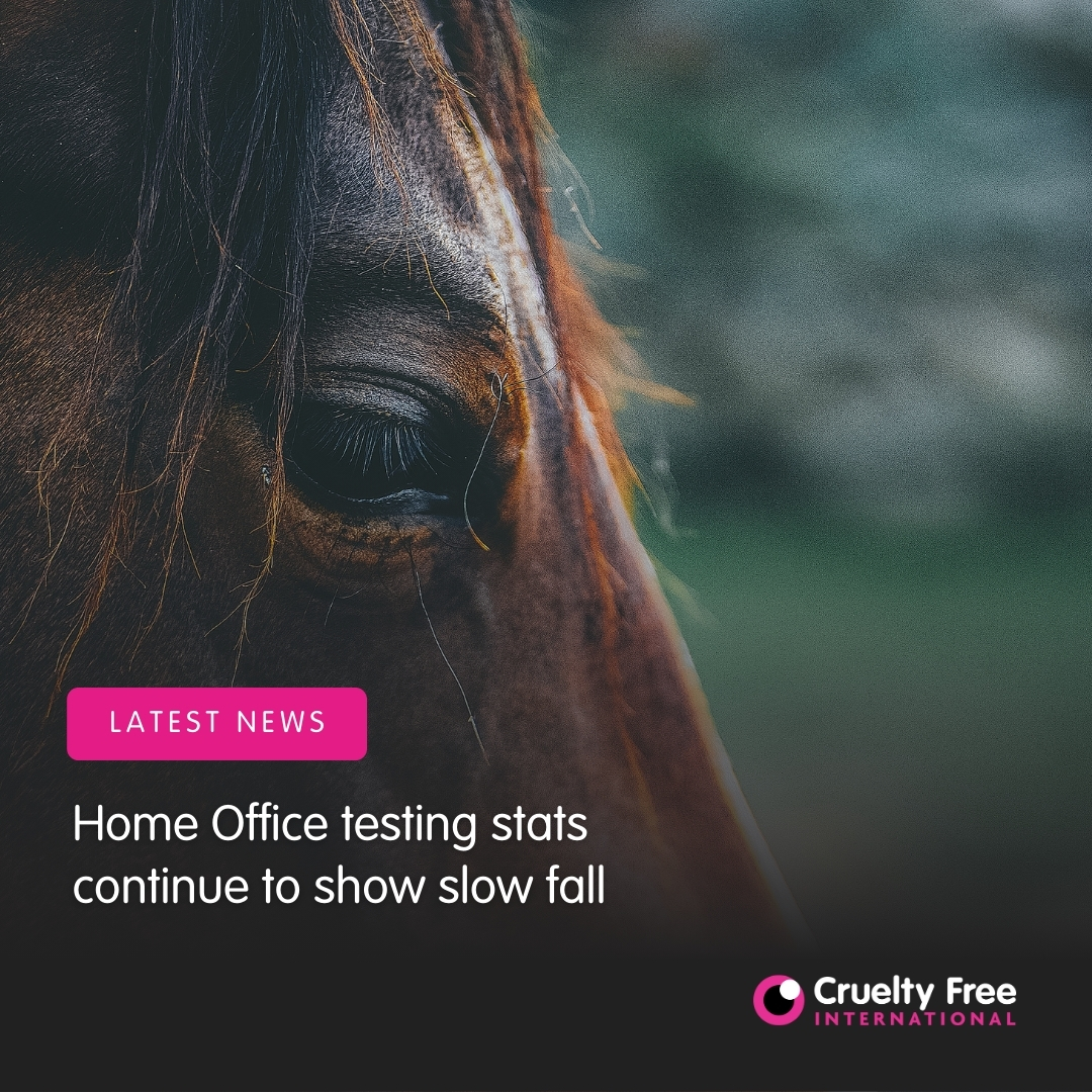 CrueltyFreeIntl's tweet image. New Home Office statistics have revealed only a 3% fall in testing numbers, with a total of 2.68 million uses of animals in laboratories in Great Britain in 2023. We are urging the UK  government to begin the phase-out of #animaltesting.

Read more: crueltyfreeinternational.org/latest-news-an…