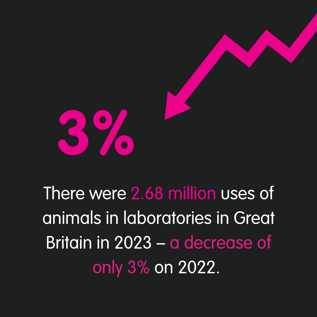 CrueltyFreeIntl's tweet image. New Home Office statistics have revealed only a 3% fall in testing numbers, with a total of 2.68 million uses of animals in laboratories in Great Britain in 2023. We are urging the UK  government to begin the phase-out of #animaltesting.

Read more: crueltyfreeinternational.org/latest-news-an…