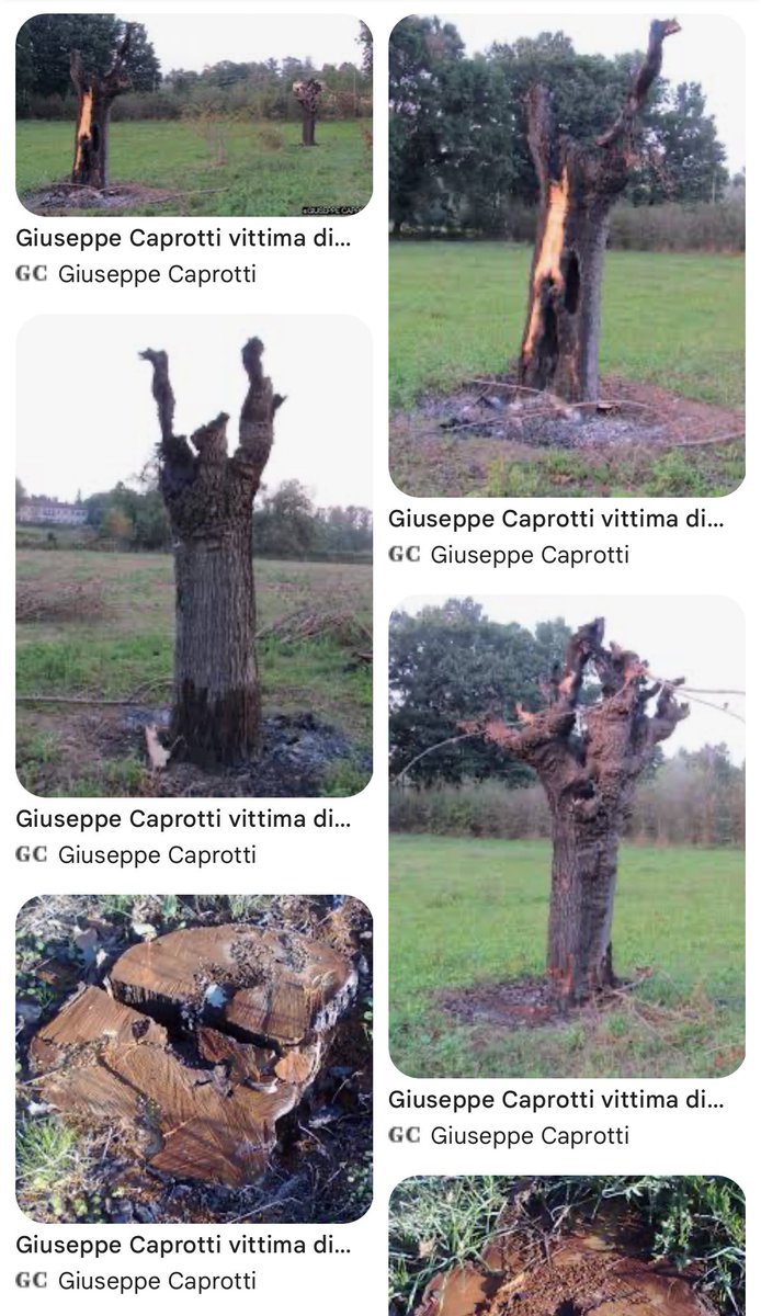g_caprotti's tweet photo. Ieri a #Sovico, a due passi da #albiate, hanno incendiato un furgone adibito al trasporto della frutta .Si dice che ci sia lo zampino della #mafia . A me ha fatto risvegliare vecchi ricordi: due gelsi incendiati davanti alle mie finestre #stalking #leossadeicaprotti #brianza https://t.co/yHMePXDr9k