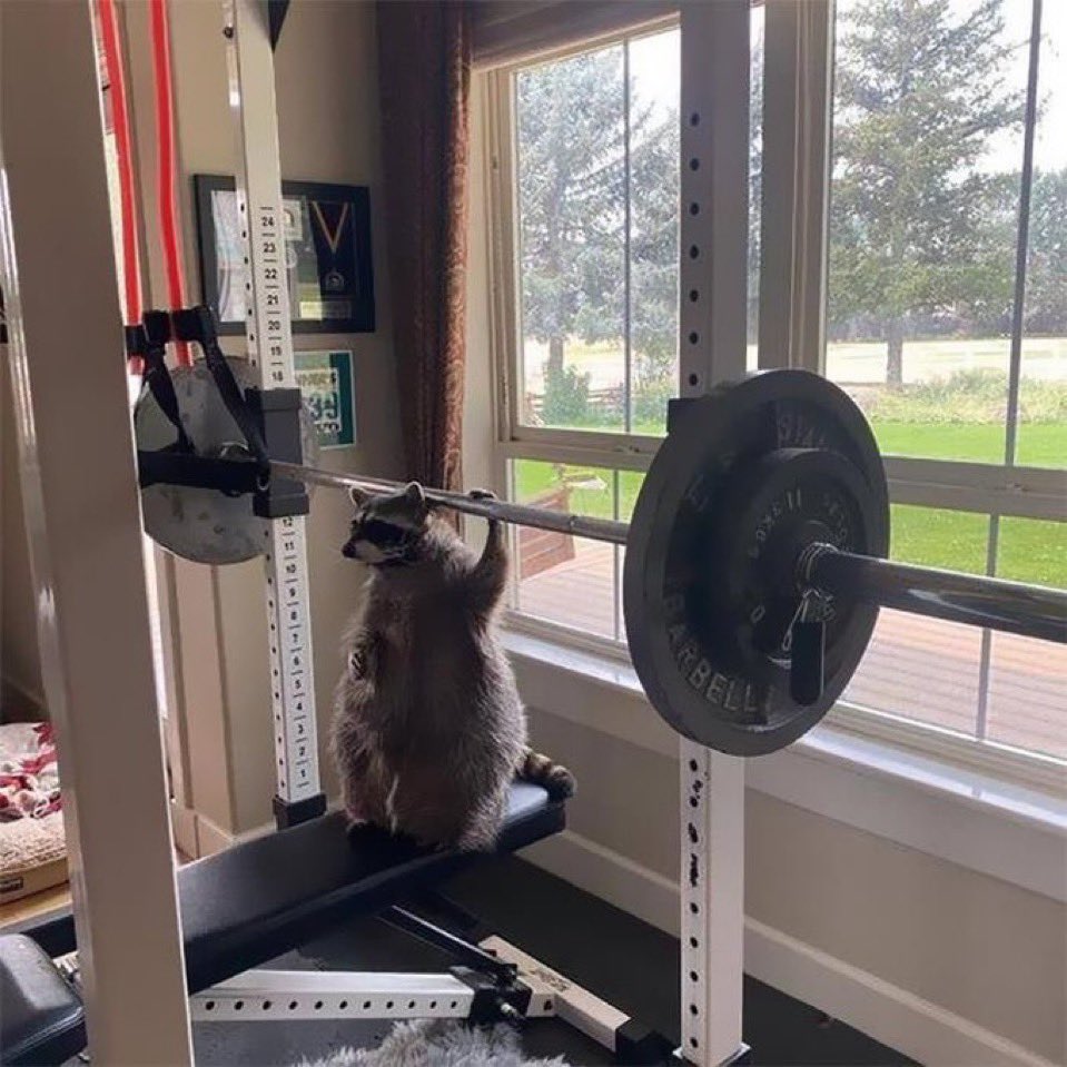 pues primer dia de gym con joselete, ha tirado 120 en press banca con ana mena en los airpods y se ha fumado un paquete de chester de post entreno, voy a hacer de este gato un autentico culturista, esto solo acaba de empezar 💪🏽