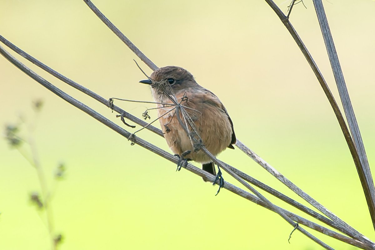 JustD55555's tweet photo. @FrostyBirding @FarmWoodoaks Here's another view of same bird. Appears to be the same female/juvenile as your 3rd shot. See the pale vertical patch on lower left of chest. Can see that on your shot too. https://t.co/gxWQ85KOYy