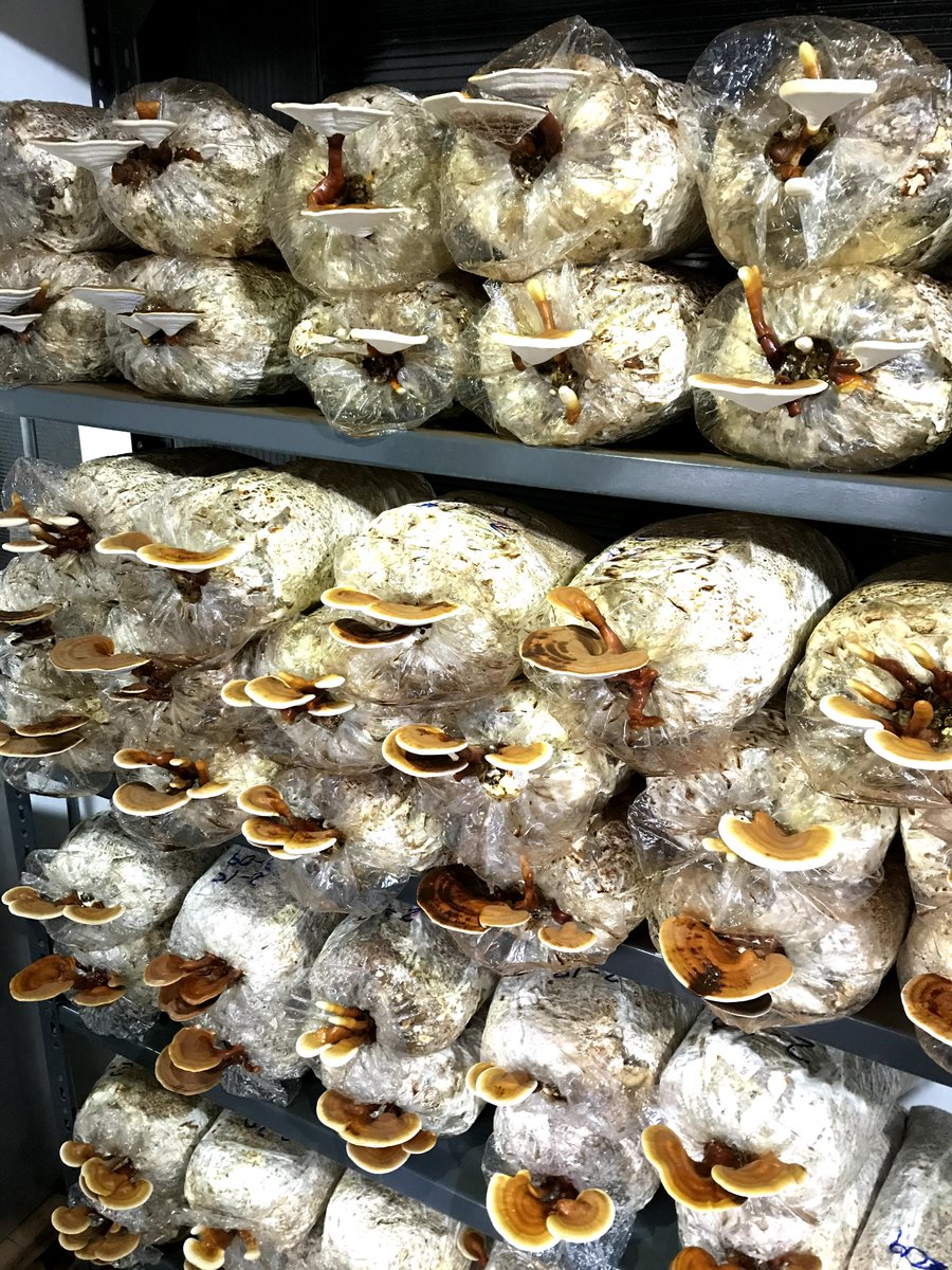 🍄 Los hongos tienen propiedades antitumorales que pueden ayudar a prevenir el crecimiento de células cancerosas. ¡Un beneficio increíble de la naturaleza! #Hongos #Salud