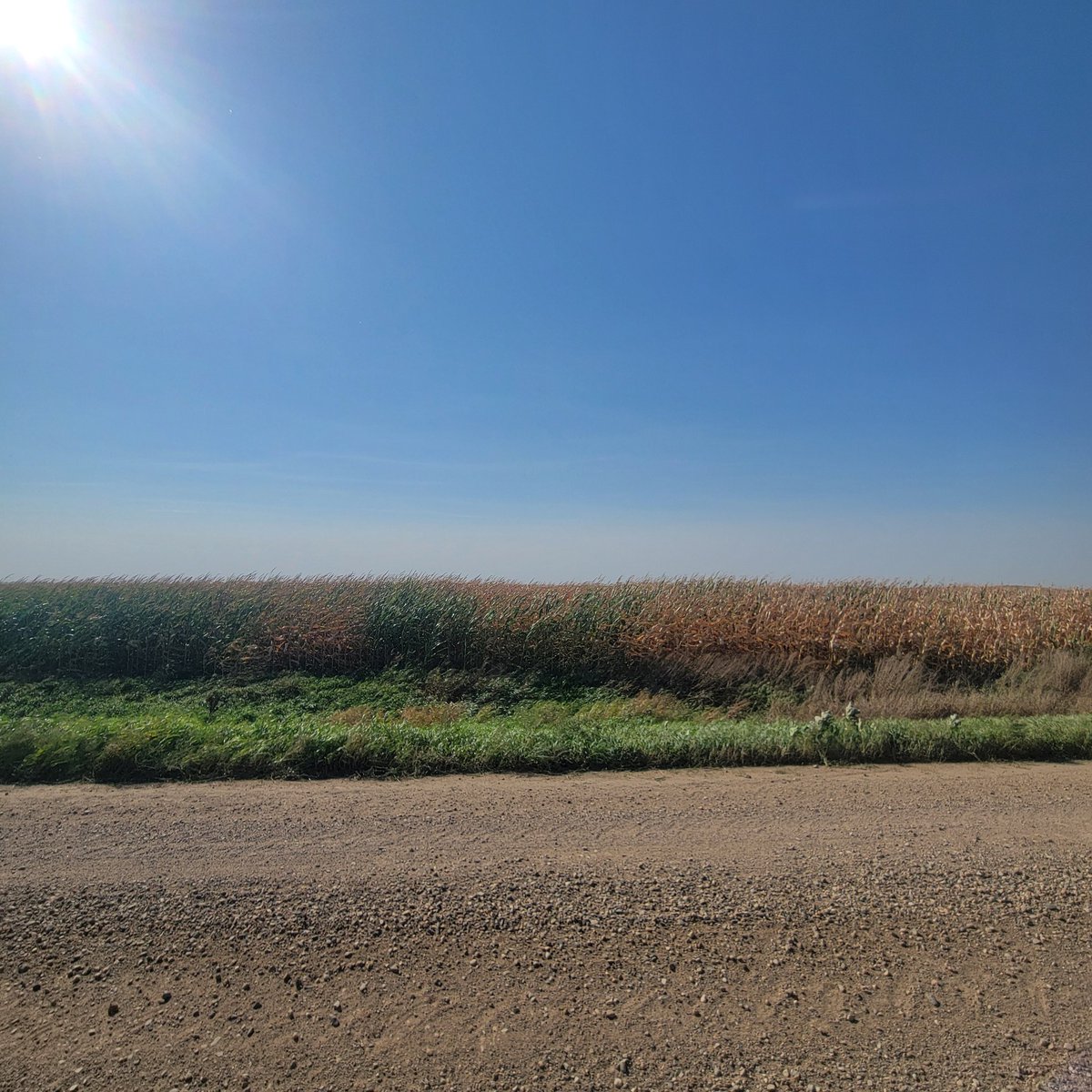 twostarfarmer's tweet photo. Fringe corn doing fringe things. 

#flashdrought https://t.co/rtpsCSLtyN