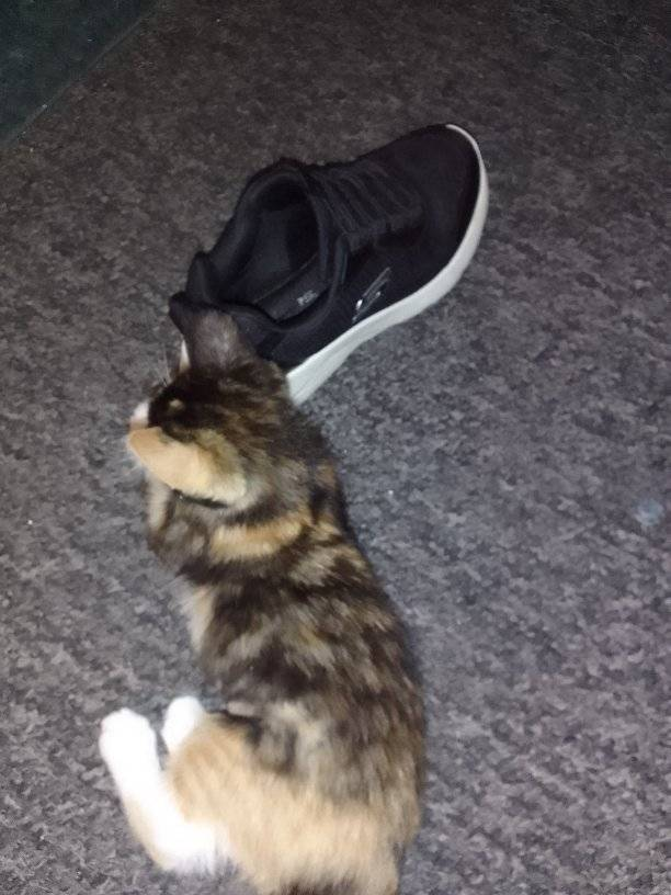 lk_maureen's tweet photo. There isn't a shoe in the house safe when this one is around #MissEmmy #OurCalicoPrincess #KittenLand #NewAdventuresInKittenland https://t.co/PCq08IIY46