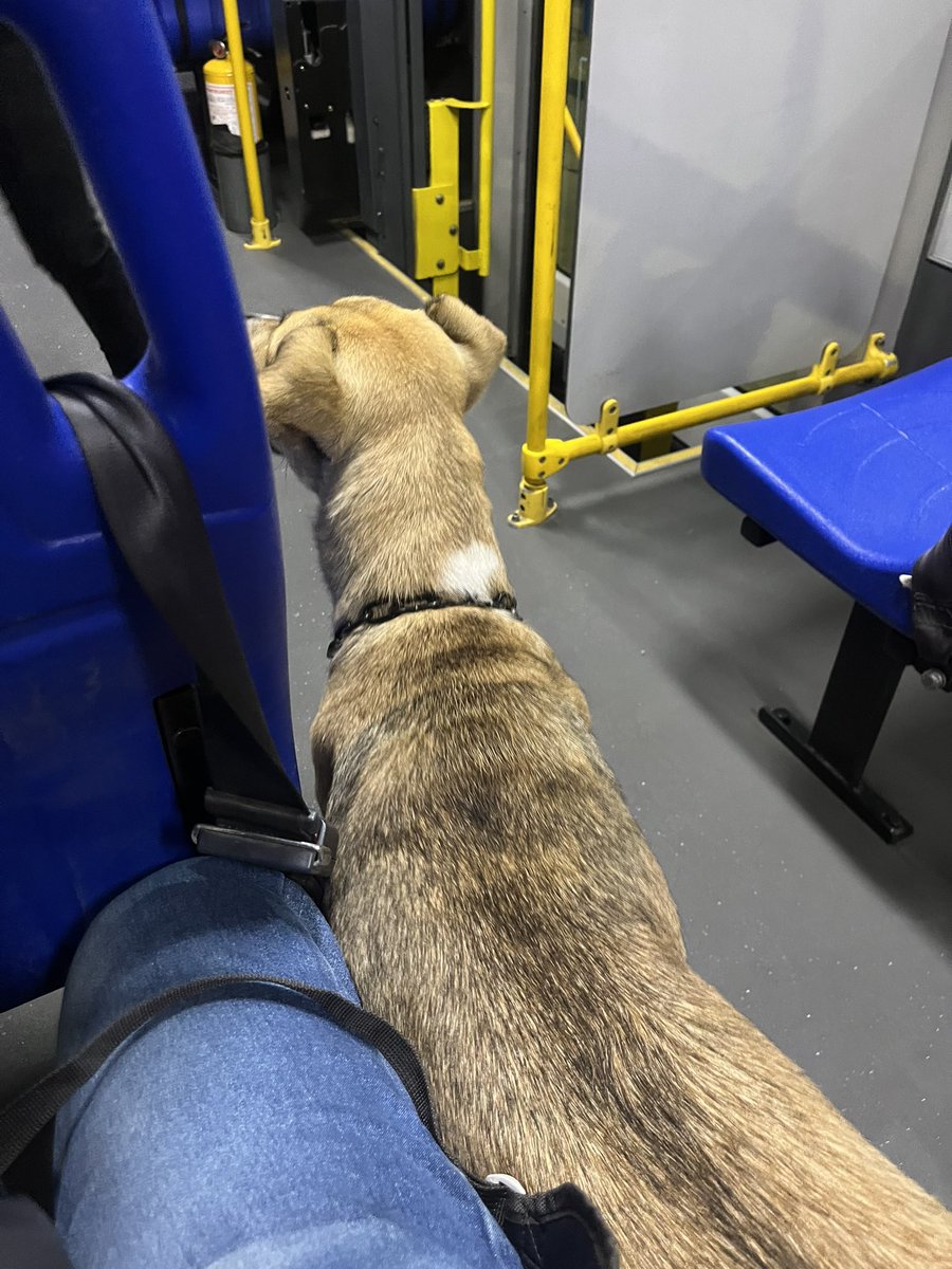_ivanbolanos's tweet image. Que lindo! Un perro se me puso al lado en el transmilenio.