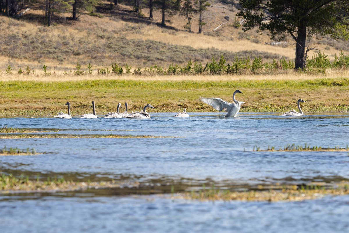 This Monday, staff from Yellowstone, the Wyoming Wetlands Society, and <a href="/ynpforever/">ynpforever</a> released 8 trumpeter swan cygnets as part of an ongoing restoration project to increase territorial pairs of swans which have undergone a decades-long decline in the park.