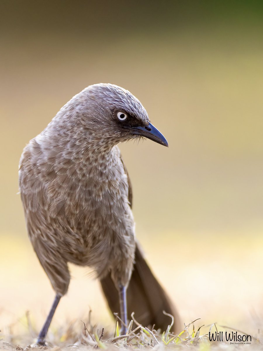 A Black-lored Babbler watching for movement in the grass below…

📍@Kigali, #Rwanda #BirdsOfTwitter #RwOX