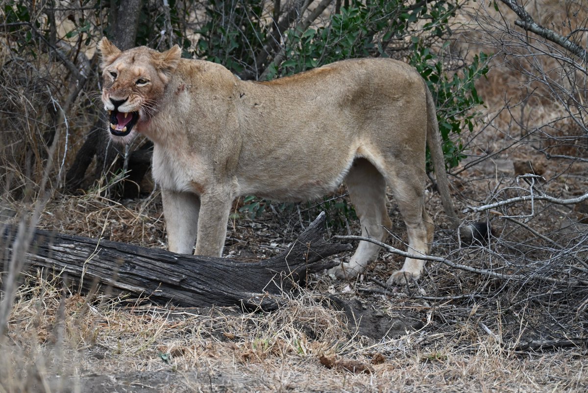 Hikewithbite's tweet photo. Found the nearby predator!!! ๐ฎ
This lioness, along with her sisters, took down what appeared to be a buffalo. Neighbouring hyenas and out-of-the-blue vultures turned up, looking for an opportunistic meal. ๐
๐ฅพ Follow @hikewithbite for more exciting adventures.
#hikewithbite https://t.co/K4kxX2sZWH