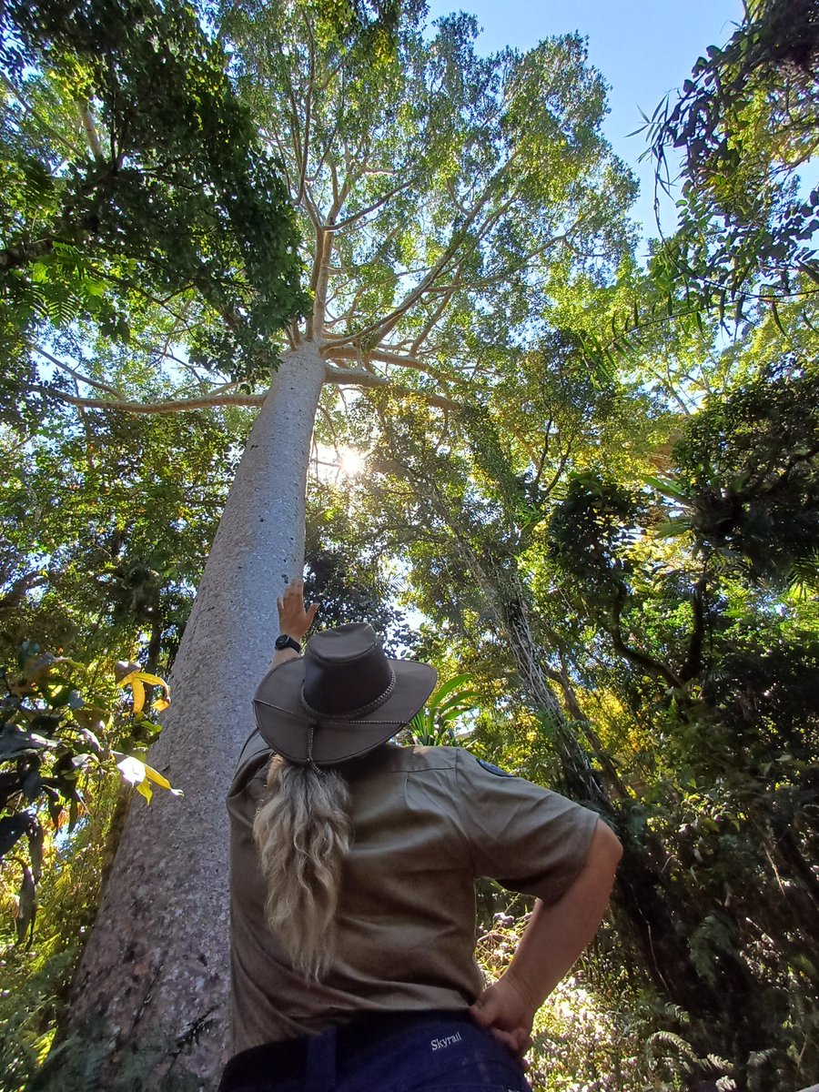 Foundation members, don’t forget to 'show your card &amp; save' on your next visit to Cairns, and enjoy exclusive discounts with our partners, while supporting rainforest conservation.📝 Not a member? It's the perfect time to join our community  👉 skyrailfoundation.org/membership/