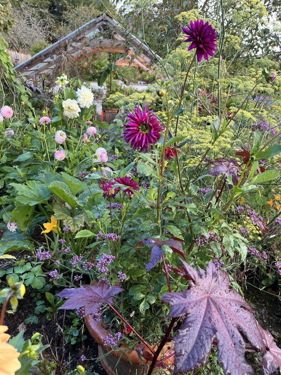 I fear the final fling before the cooler nights start knocking on the door