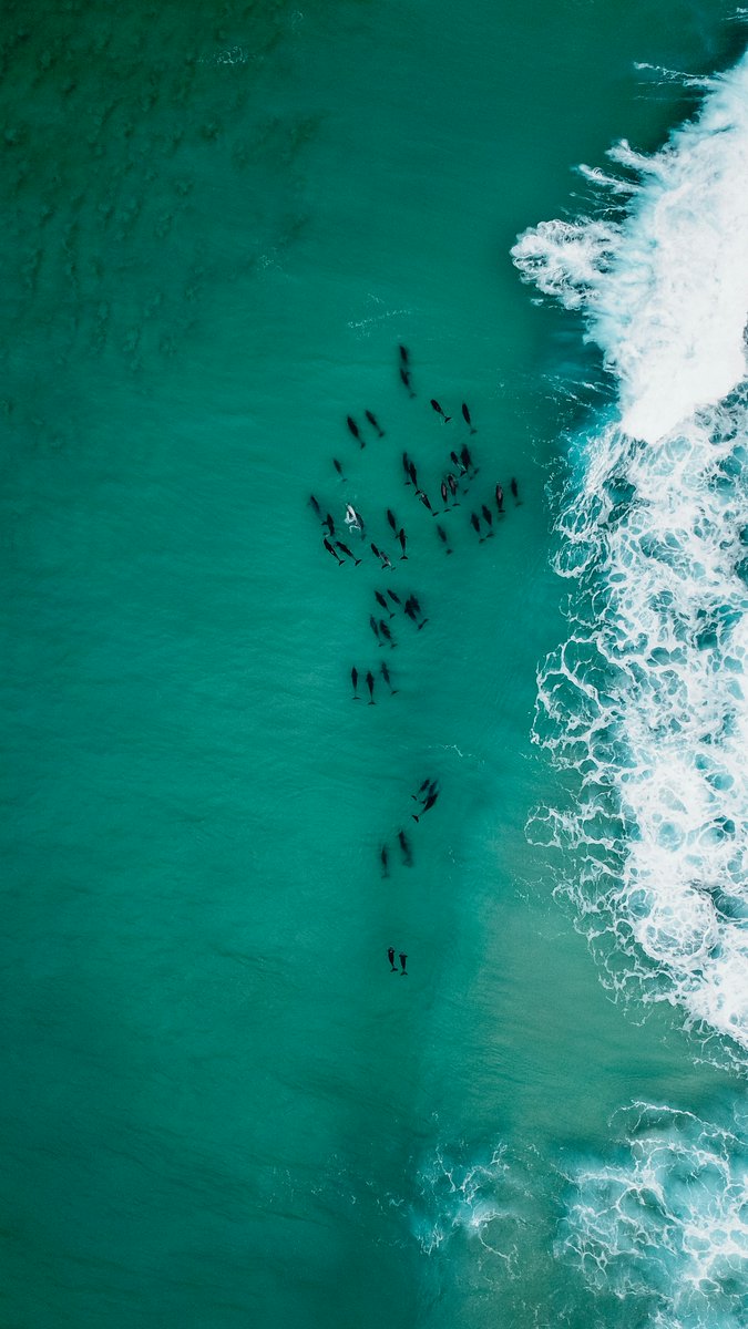 Mission Blue (@missionblue) on Twitter photo "Like all other living things, we are essentially sea creatures - connected to the ocean with every breath we take and every drop of water we drink." <a href="/SylviaEarle/">Sylvia A. Earle</a>
📸Javier Saint Jean "Like all other living things, we are essentially sea creatures - connected to the ocean with every breath we take and every drop of water we drink." <a href="/SylviaEarle/">Sylvia A. Earle</a>
📸Javier Saint Jean