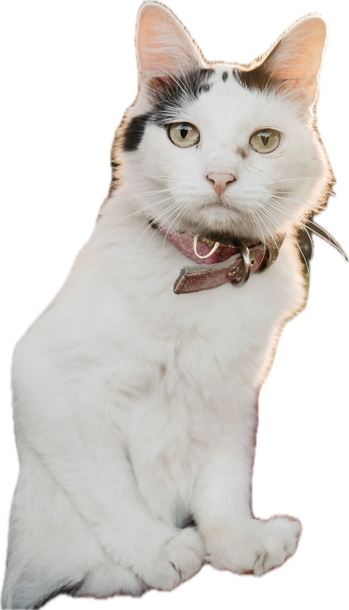 Roy18Williams's tweet photo. This is the truth they’ve been hiding from you! She’s quite the feline! We love her very much and her name is Kat! https://t.co/E62lUPNUnf