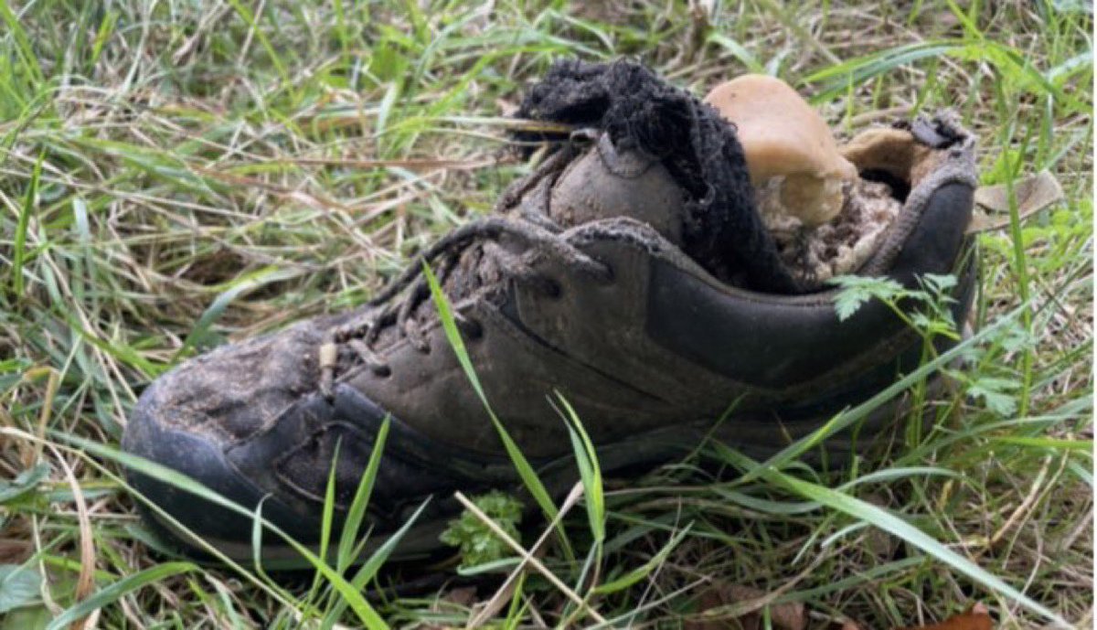 CerfiaFR's tweet photo. 🇫🇷🦶FLASH | Un promeneur a trouvé deux pieds coupés à la scie, encore dans des chaussures de randonnée Decathlon Quechua de pointure 43, au bord de la Seine dans les Yvelines. Le reste du cadavre n'a pas été retrouvé. (📷 @jbaptistemarty) https://t.co/V369qpfAMx