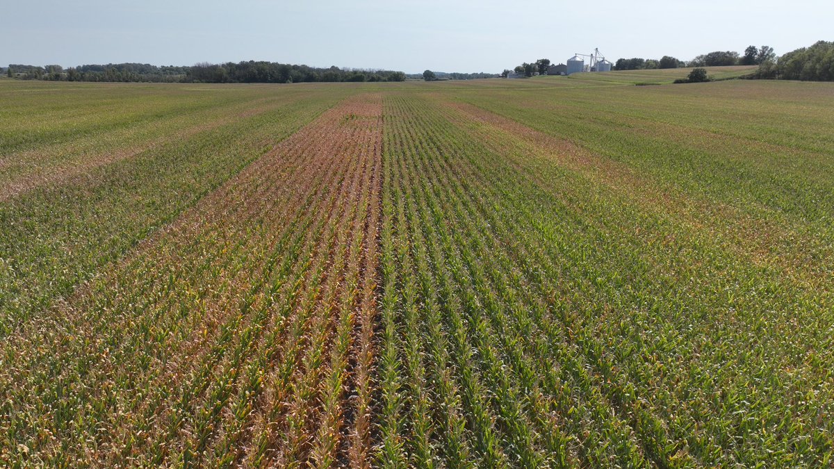 Agronomy_Guy's tweet photo. The week or two Bayer seed reps need a vacation and Corteva seed reps fly drones non stop https://t.co/fOsXrQQDwX