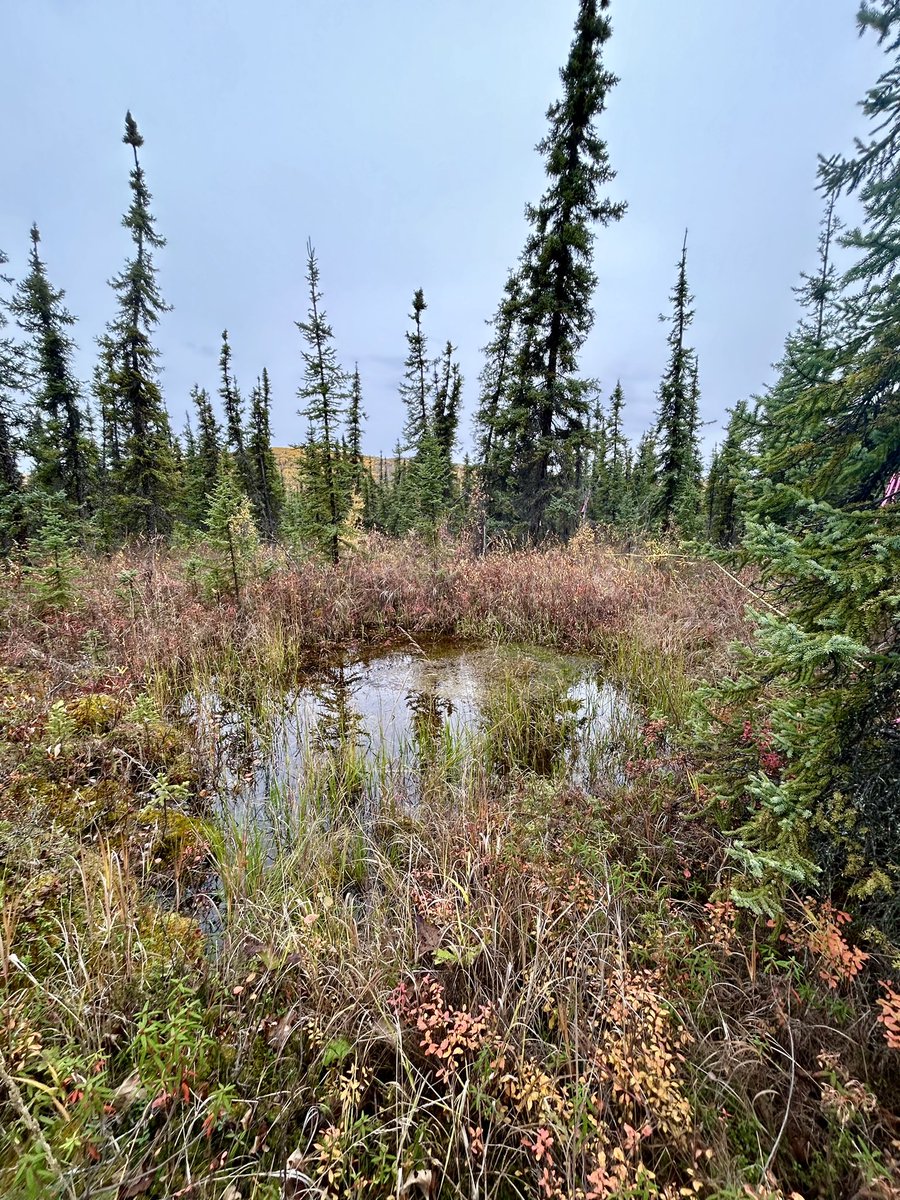 When I talk about abrupt permafrost thaw, this is what I mean. This collapsed and flooded area was not here earlier this summer. Loss of permafrost means losing the backbone of northern ecosystems. #ClimateCrisis #ClimatActionNow