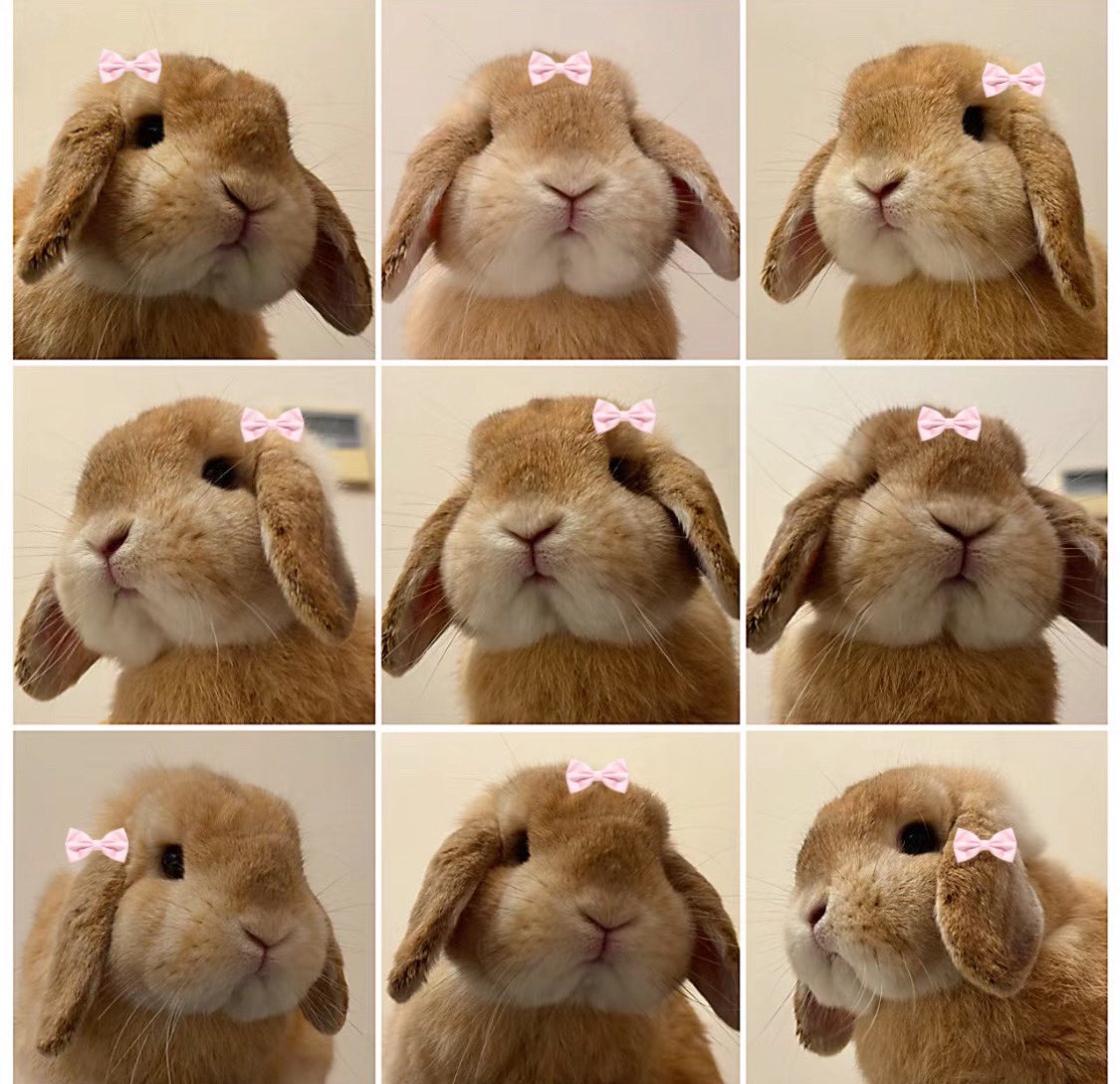 piinkimi_'s tweet photo. bunny selfie https://t.co/AY93zZtNas