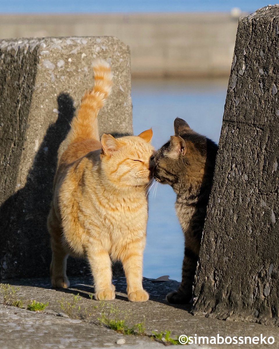 おはよう✨
Good morning❣️

#おはよう #鼻ちょん #猫 #cat #過去pic