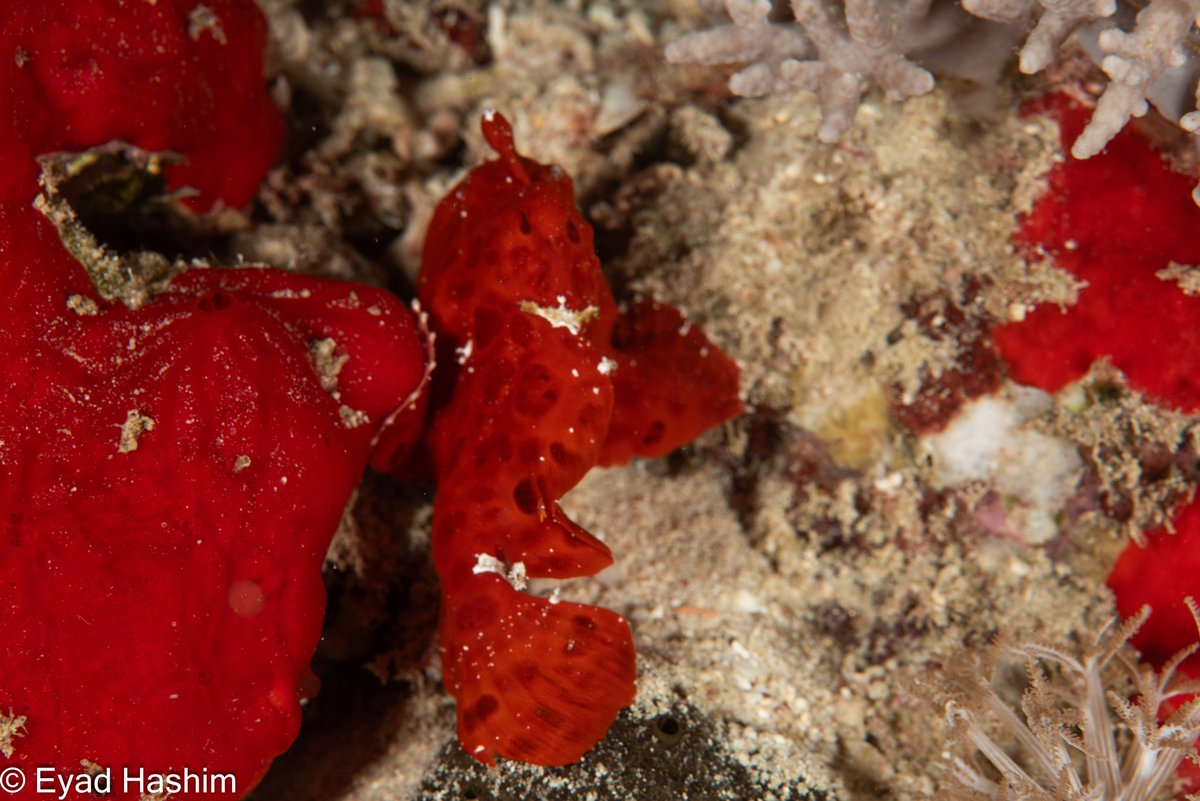 EyadHashim1's tweet photo. ■ Red Sea 
● Nikon
● micro105mm 
06-09-2024
#تصوري_من_بيئتي 
● لا تلمس ولا تغير موقع الكائن صوره على طبيعته .
@Lightroom 
@VisualsbySauter
@Panorama
@PanoPhotos
#scuba #padi 
#gi_Saudi
#underwater_world_photography 
#nikonphotography 
#saudicoralreefs
#National_Geographic https://t.co/skQN69dzeh