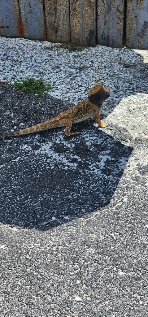 Guess Bearded Dragons are in the wild in S Fla too??