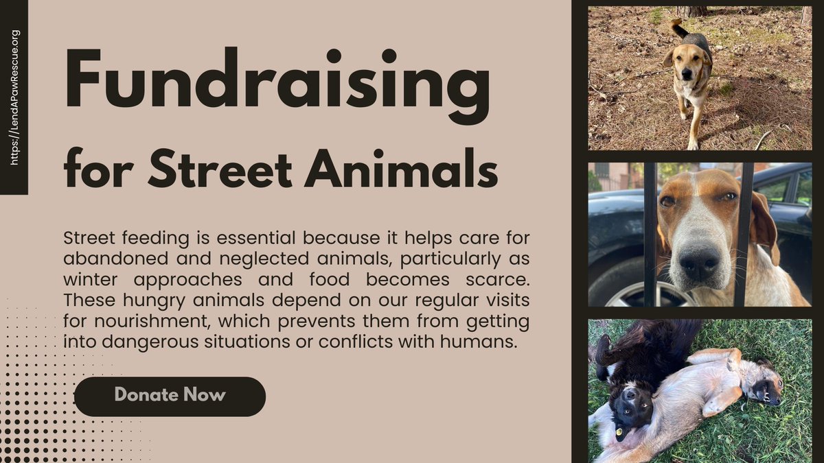 Let's get an early jump on the winter food crisis #StreetDogs #Dogs #RescueDogs We could with your help reach our fundraising target. Every single share and donation makes a difference. gofund.me/b3e7b786