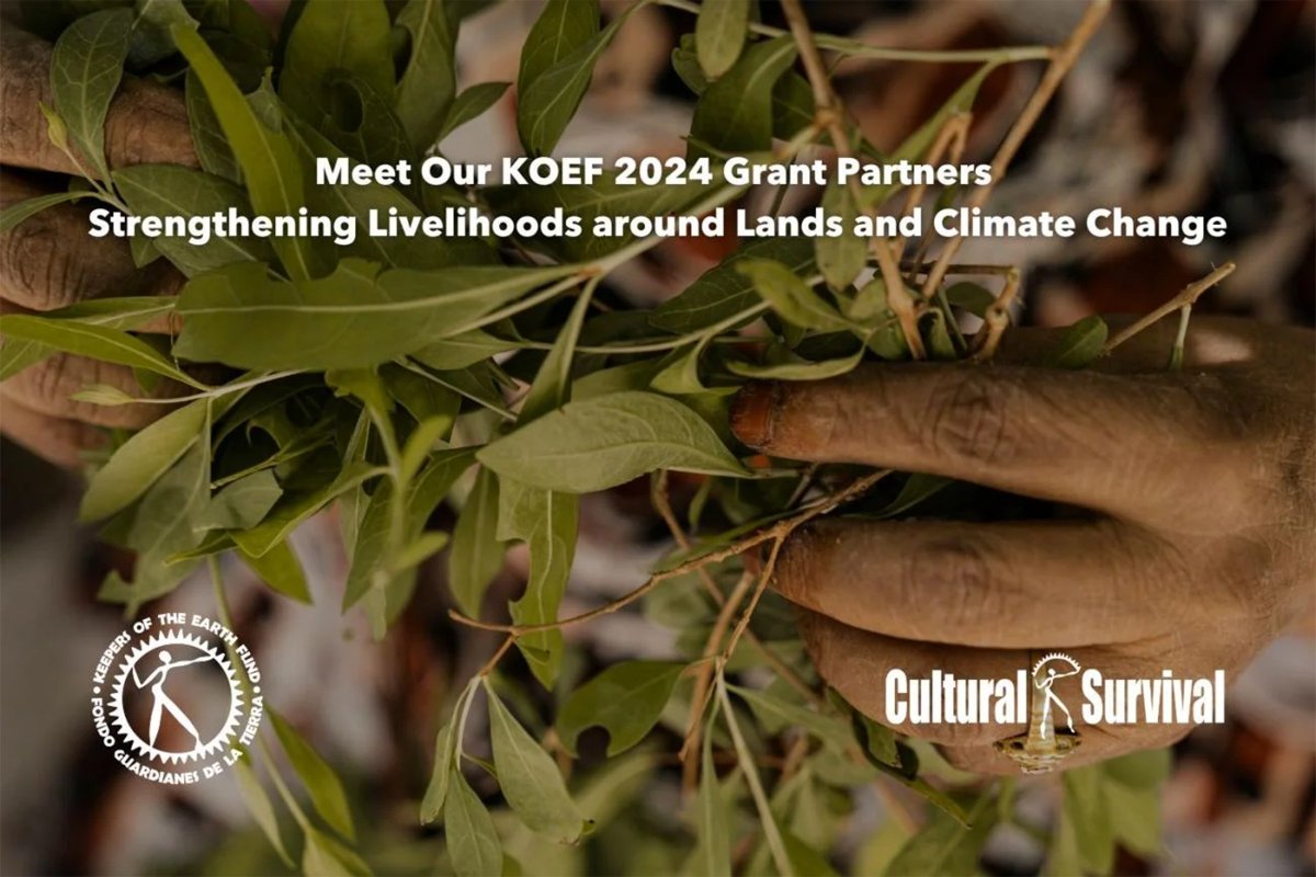 CSORG's tweet photo. Our Keepers of the Earth Fund (#KOEF) is proud to announce our 2024 partnerships with Indigenous communities, supporting projects for land defense and autonomy, the strengthening of #IndigenousLanguages, cultures, and knowledge systems... 1/2
https://t.co/o3gEqQHjoe https://t.co/kOGIkXSPmA
