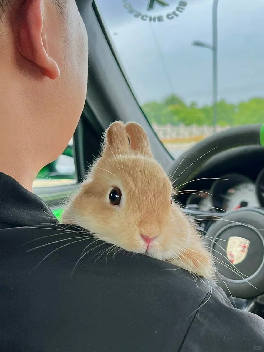 Why you should have a rabbit (@shouldhaverabit) on Twitter photo 