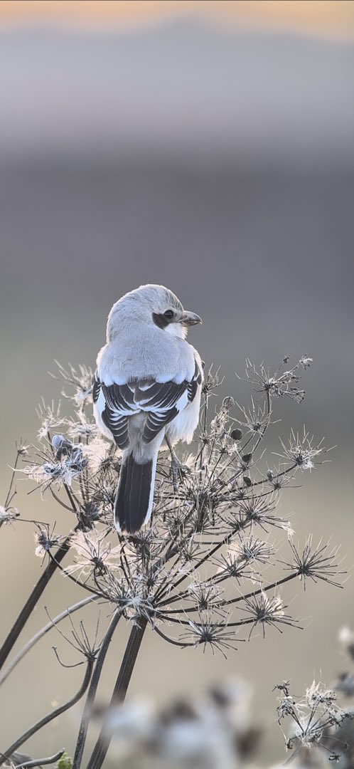 Tap screen twice for full view 😊

1w Steppe Grey Shrike, Dunbar, Scotland 🏴󠁧󠁢󠁳󠁣󠁴󠁿 #phonescoped #kowascoping #benrouk #iPhone15ProMax #kowa88s <a href="/birdinglothian/">Birding Lothian</a> <a href="/ScottishBirding/">The SOC</a> <a href="/RareBirdAlertUK/">RareBirdAlertUK</a> <a href="/BirdGuides/">BirdGuides</a> <a href="/KowaOptics/">Kowa Sporting Optics</a> @Benro_UK