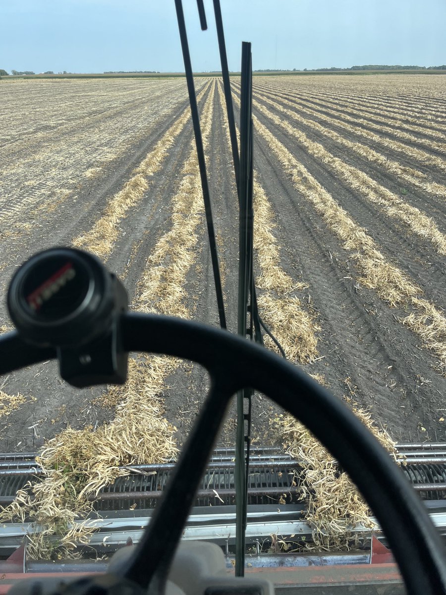 Went for a spin in some Great Northerns today.  It had been a while!!  Nice crop too!