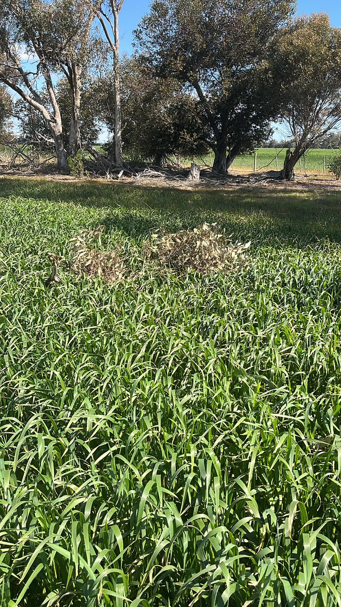 Still a large seed bank of rye grass in patches for this oaten hay paddock.  Was Barley last year, DST prior to harvest, double knock this year at sowing.  Hopefully cut 5-6t/ha export hay after a dry winter.  Better pick those sticks up while I’m here.
