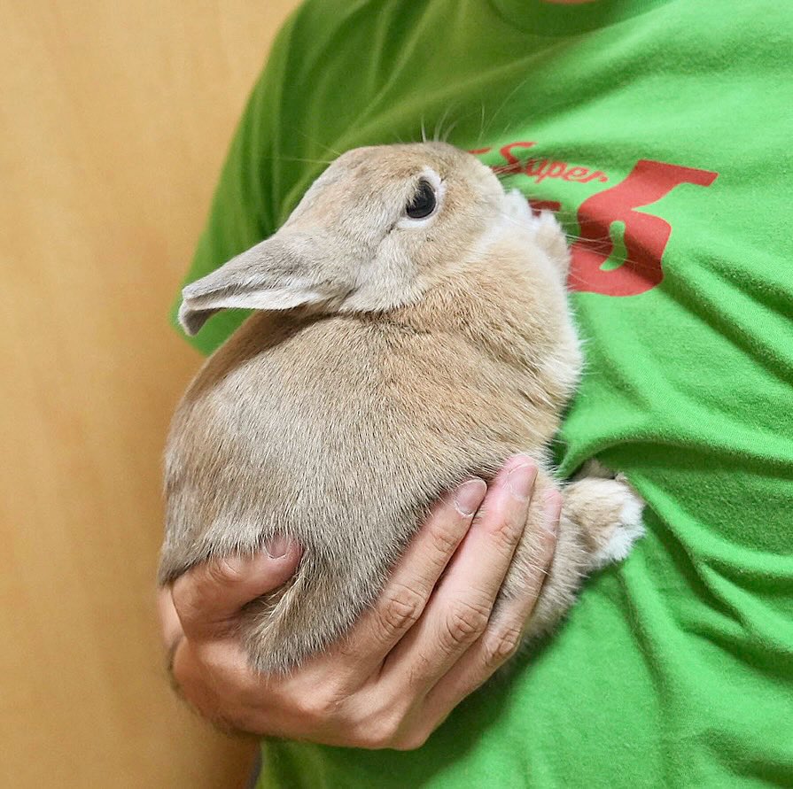 nommy1003's tweet image. 爪を切られまちた…(*˘^˘* )

#うさぎのいる暮らし