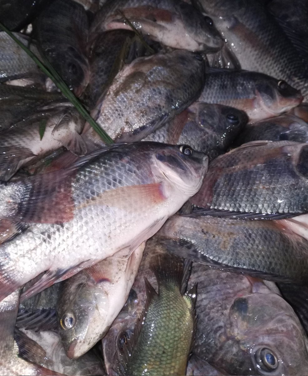 Hafisal81's tweet photo. Giat Rabu tanggal 07/08/2014 Hafisal, S. Pi, kunjungan dan monitoring hasil tangkapan ikan di KUB Serasan. Rata-rata hasil tangkapan ikan 5-8 kg/hari dengan harga jual Rp. 10.000/kg.
#GiatLuhkanSatminkalBRPPUPP
#LuhkanKabupatenMuaraEnim
#Luhlapor https://t.co/1XvbrJBj4P