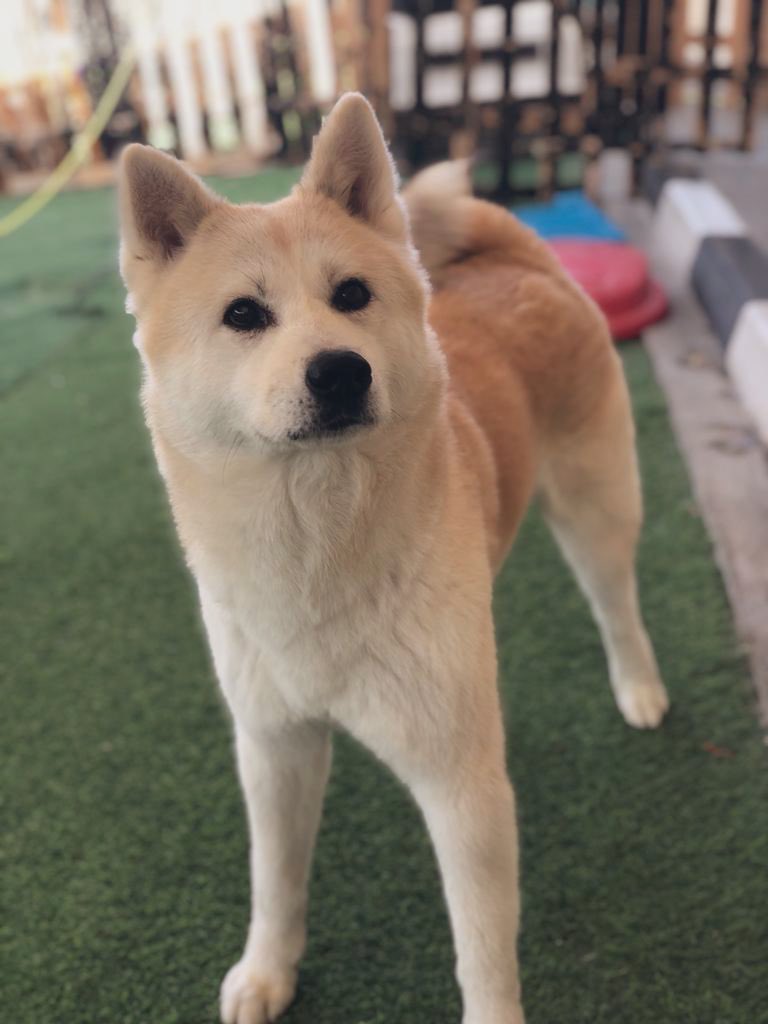 Can’t wait for <a href="/rta_dubai/">RTA</a> to start pet safe taxi options. 

This city has an amazing pet loving community. We need more pet friendly infrastructure. 

Sincerely from a Dubai Dog. 🐕 
Perry.