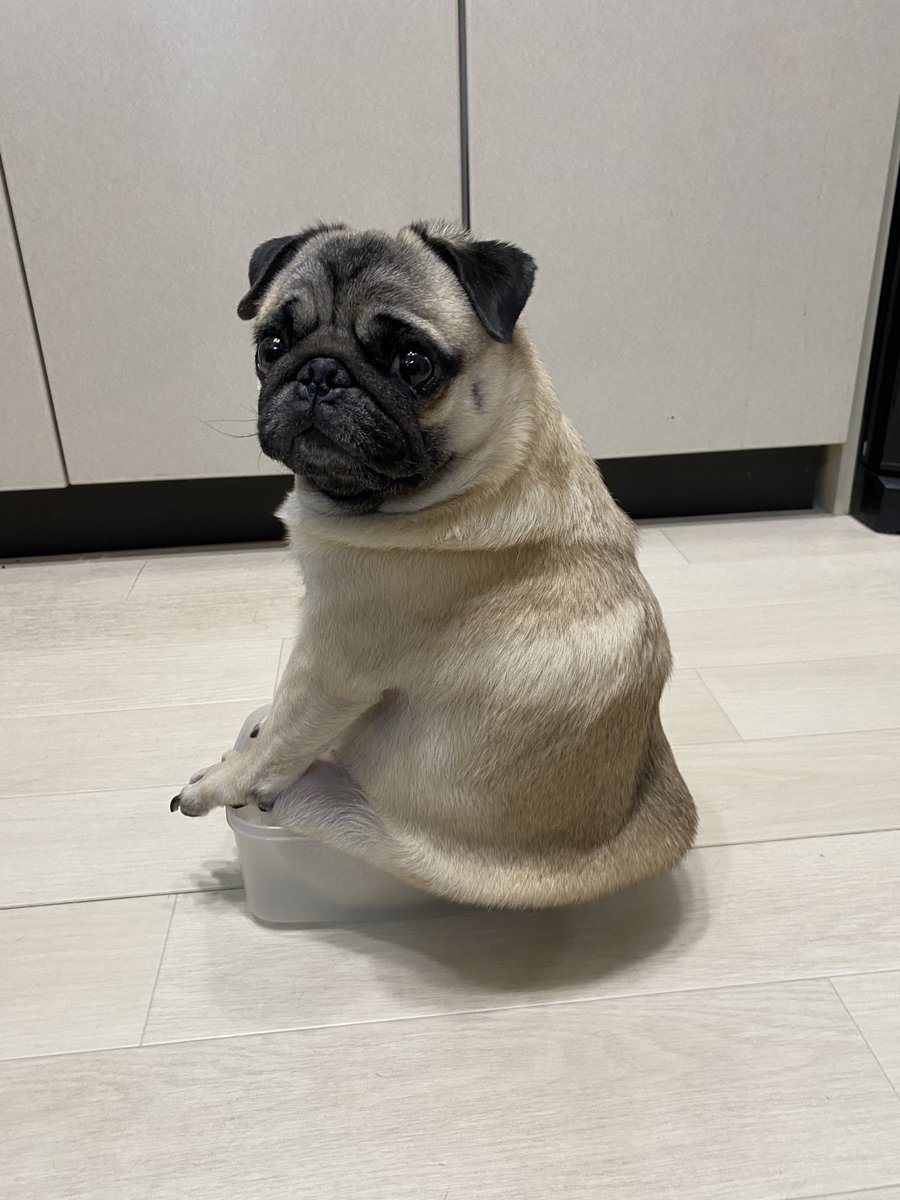 パグ パグ