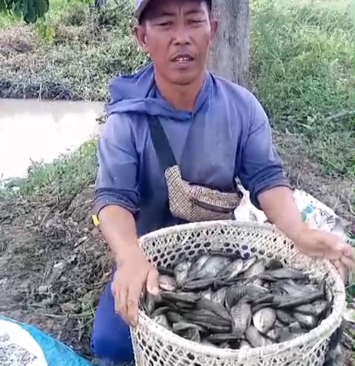 Hafisal81's tweet photo. Giat Kamis tanggal 29/08/2024 Hafisal, S. Pi, kunjungan dan monitoring hasil tangkapan ikan fi KUB Seniga Jaya. Rata-rata hasil tangkapan ikan 5-15 kg/hari dengan harga jual Rp. 10.000/kg.
#GiatLuhkanSatminkalBRPPUPP
#LuhkanKabupatenMuaraEnim
#Luhlapor https://t.co/D927c1YJyf