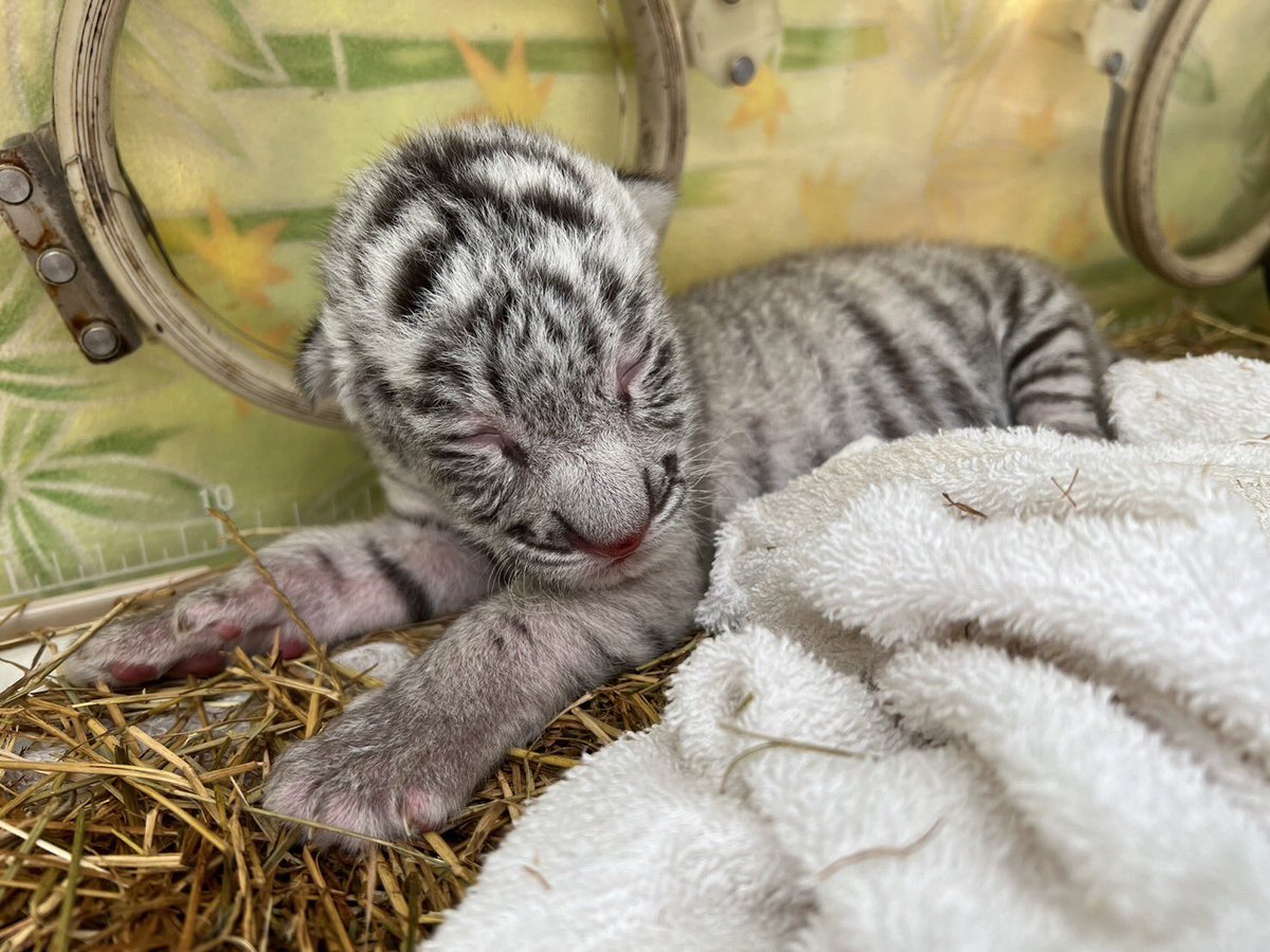 ホワイトタイガーのシロップが三つ子の赤ちゃんを出産しました