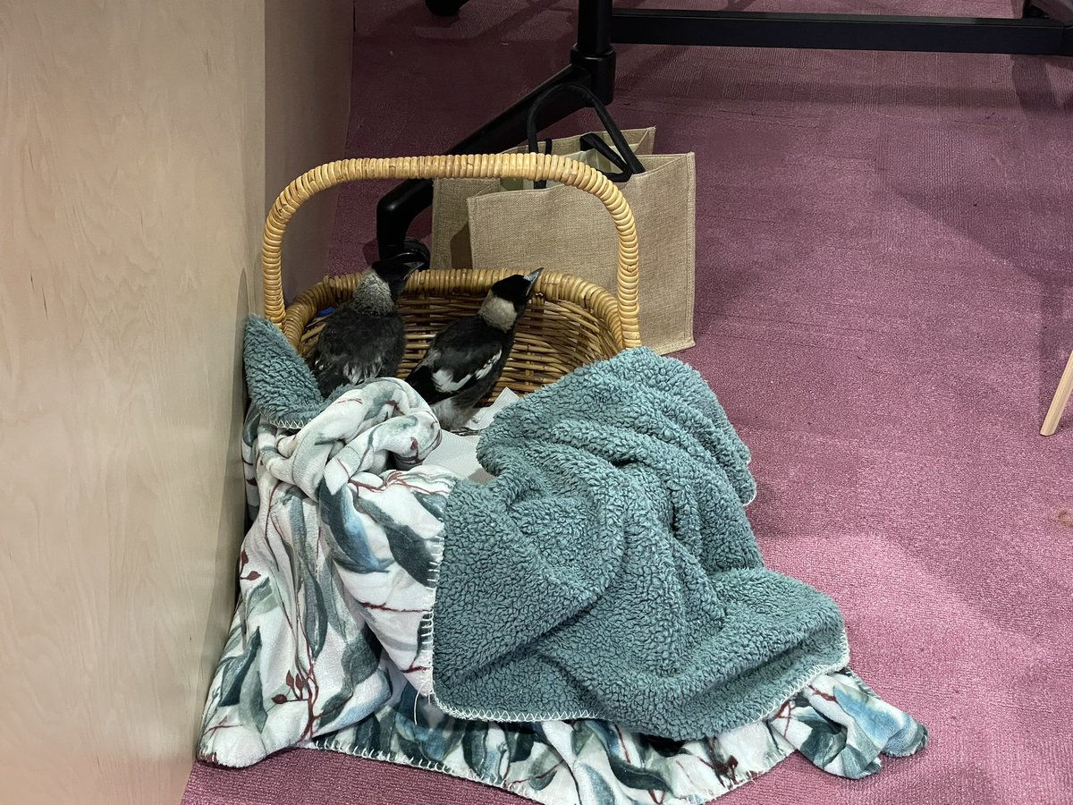 Look at who came to class today! Wildlife in the city:-) #sustainablecities <a href="/fse101MQ/">FSE 101</a> <a href="/mqnatsci/">Macquarie University School of Natural Sciences</a>