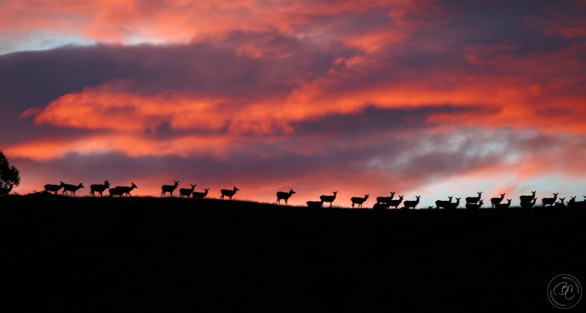 Bruce D. Comeau tweet media