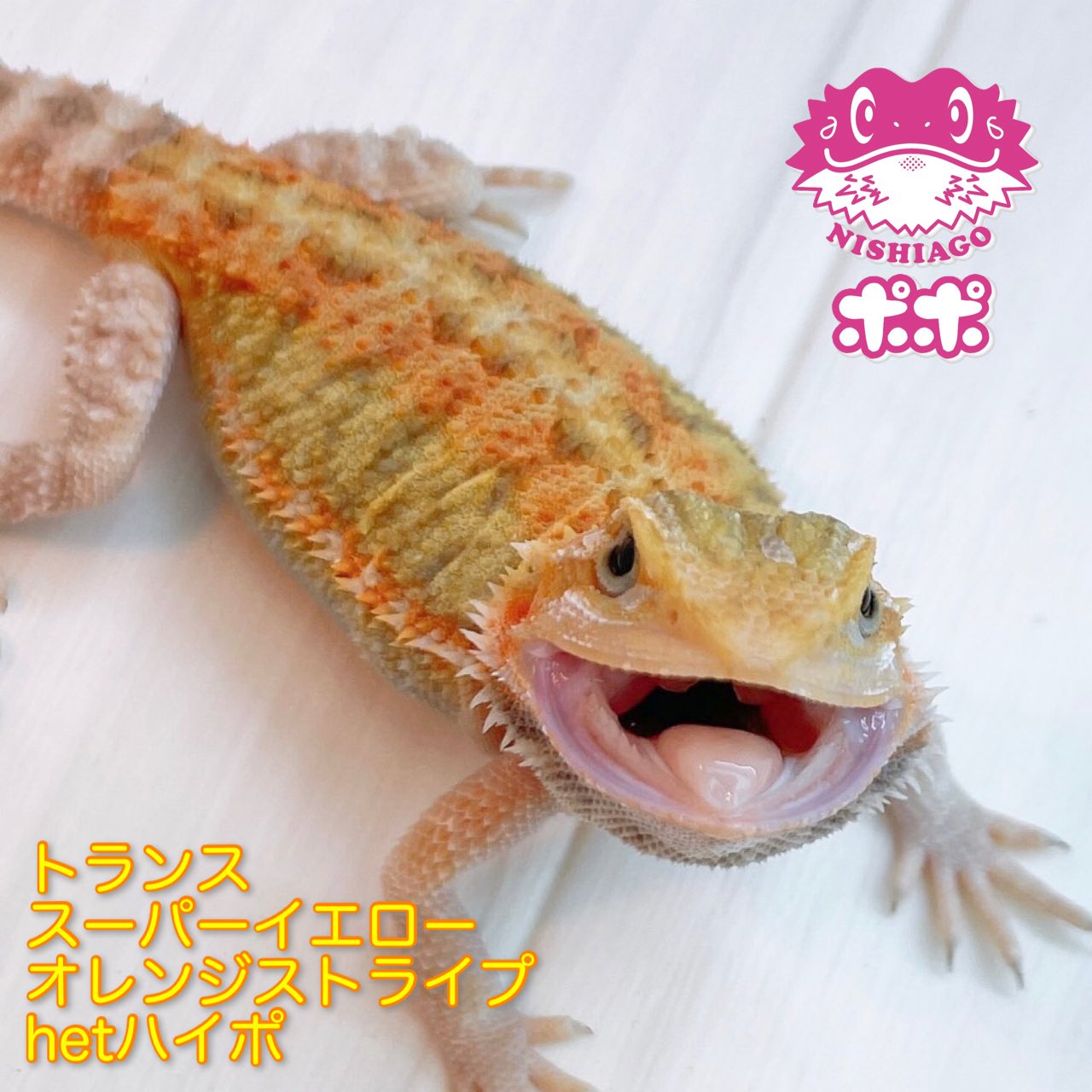 ポポのケージ (@poponocage) / X ポポのケージ (@poponocage) / X