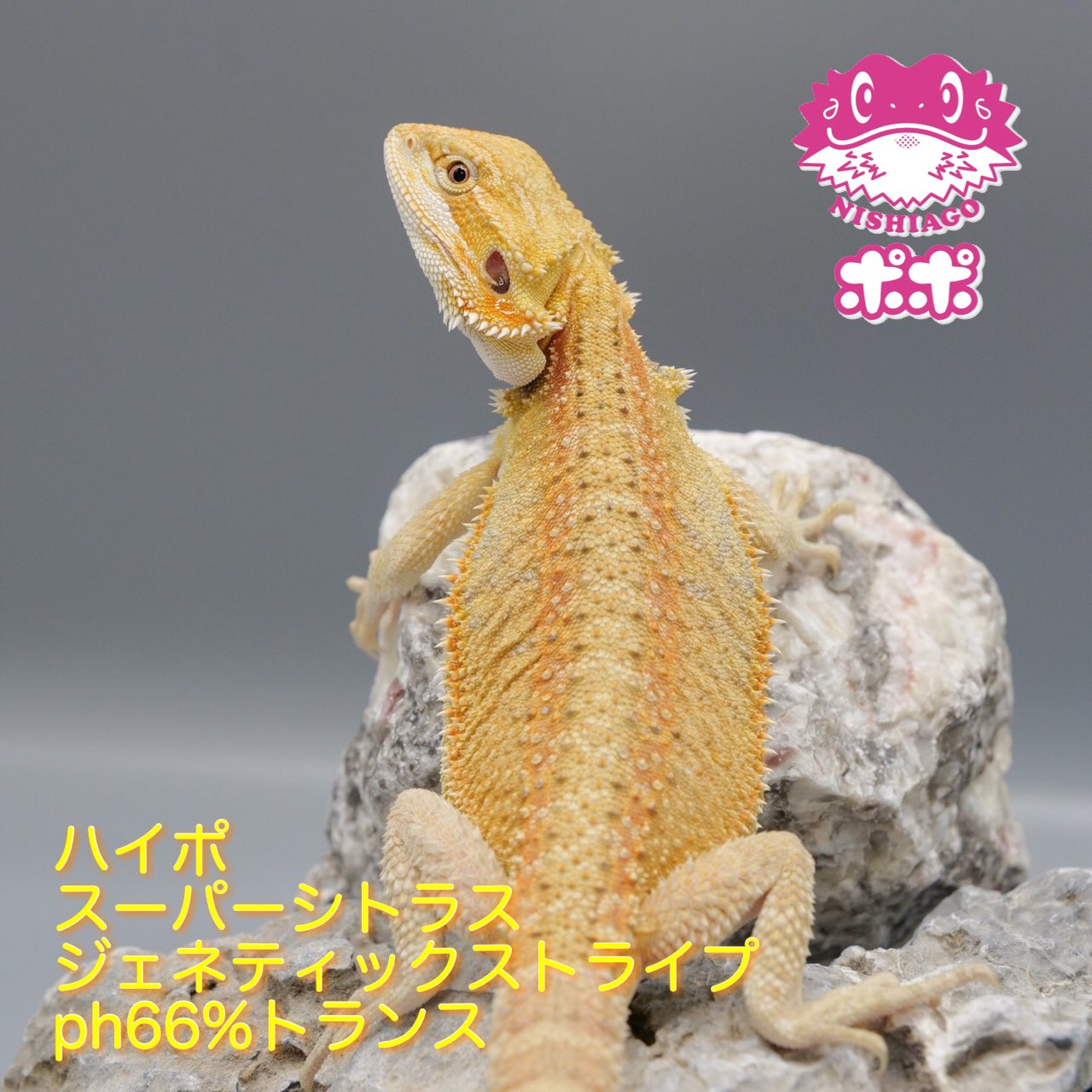 爬虫類　フトアゴヒゲトカゲ　ポポのゲージ　爬虫類ゲージ　お値下相談可 爬虫類フトアゴヒゲトカゲポポのゲージ爬虫類ゲージお値下相談可
