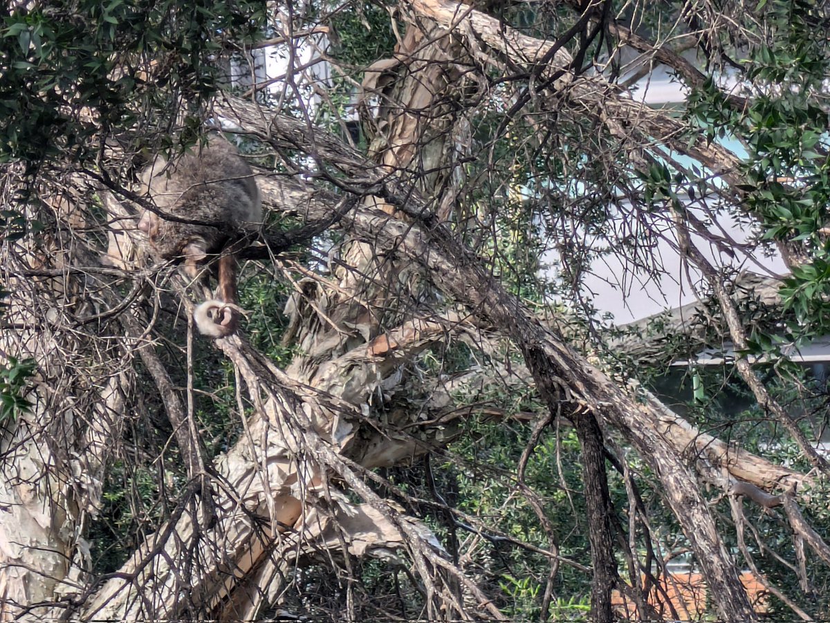Noémie Sheppard (@noemiesheppard) on Twitter photo Well there goes my productivity for the day, I'll just have to spend the rest of the day watching the sleepy ringtail possum spotted outside our office window <a href="/saef_arc/">Securing Antarctica's Environmental Future</a> Well there goes my productivity for the day, I'll just have to spend the rest of the day watching the sleepy ringtail possum spotted outside our office window <a href="/saef_arc/">Securing Antarctica's Environmental Future</a>