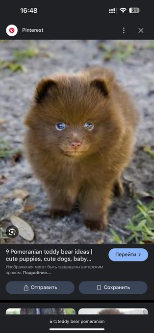 I wanna puppy for my birthday so much. Exactly her. https://t.co/QubcQ8srgQ<a href="/tag/sashabeart"class="tags"><span>#sashabeart</span></a><a href="/tag/sillysalmon"class="tags"><span>#sillysalmon</span></a>