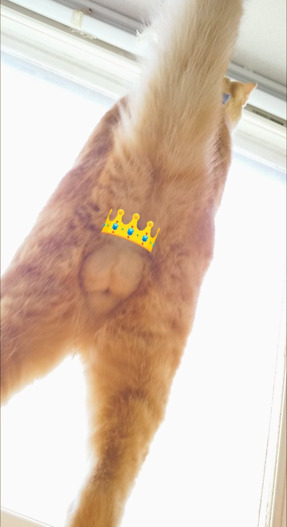 にゃんたま倶楽部