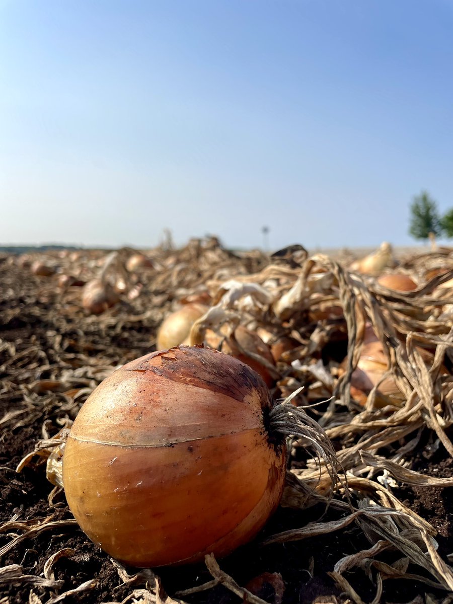 e_robins_'s tweet photo. It’s 🧅 time!! #ontag https://t.co/72DTXMKlLD