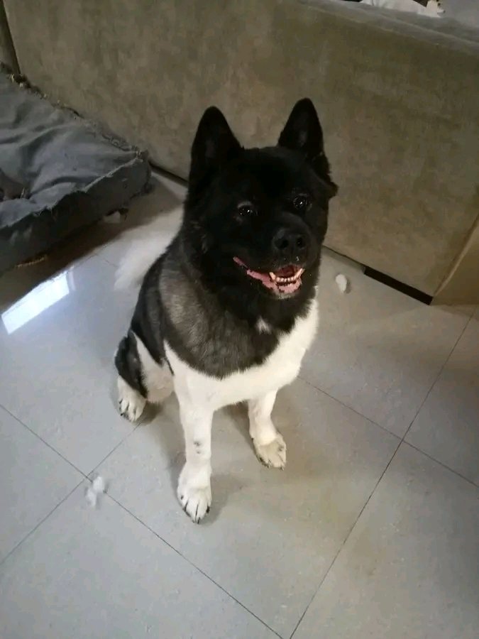 HenryCavil93697's tweet image. I count my lucky stars every day that this incredible dog is a part of my life.
Truly this man's best friend.
#Kal
#AmericanAkita
#NotAToy