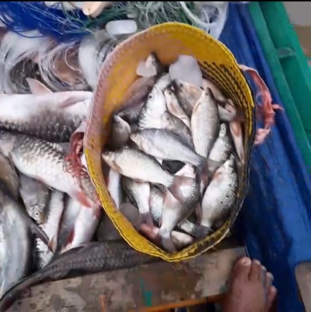 srinarsih18's tweet photo. sri narsih luhkan Kab Tanah Bumbu 13 Agustus 2024,evaluasi dan monitoring pendataan produksi hasil tangkapan ikan a/n Badrani anggota kub Karya Bersama sebanyak 7 kg dengan harga jua Rp 30.000/ kg,dengan mengunakan alat tangkap jaring berpancang https://t.co/PR9rLBCr4t